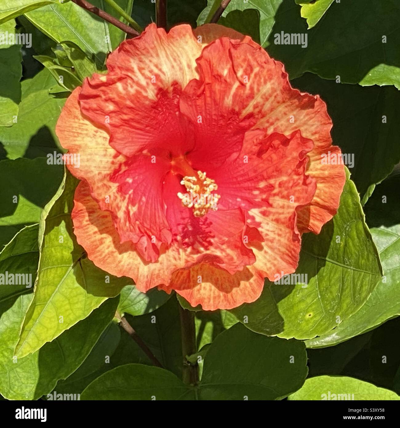 Fiery red bloom hires stock photography and images Alamy