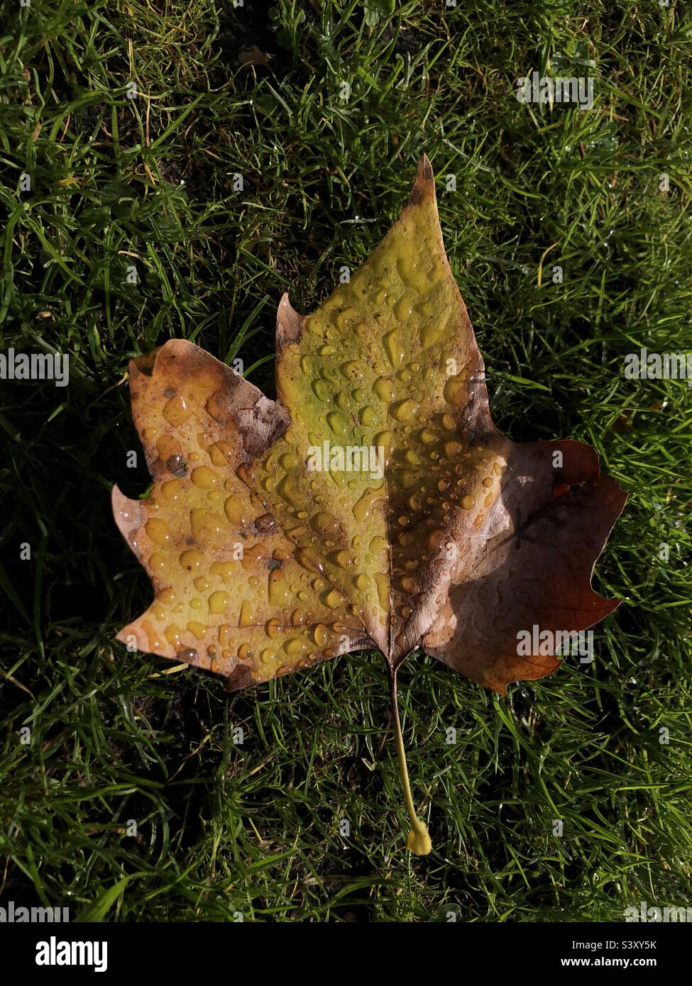 Autumn leaf on grass Stock Photo
