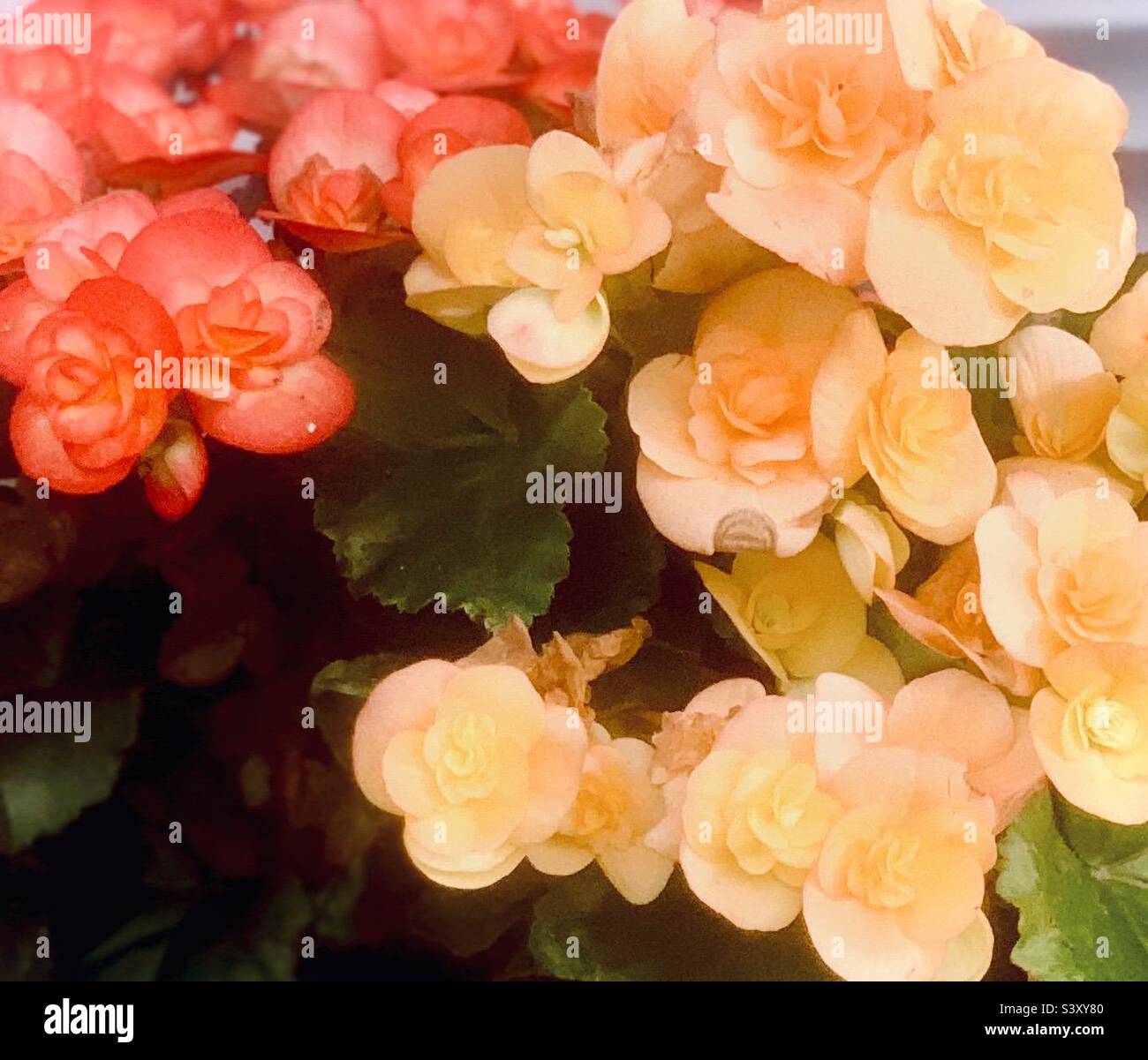 Beautiful double roseform begonias Stock Photo