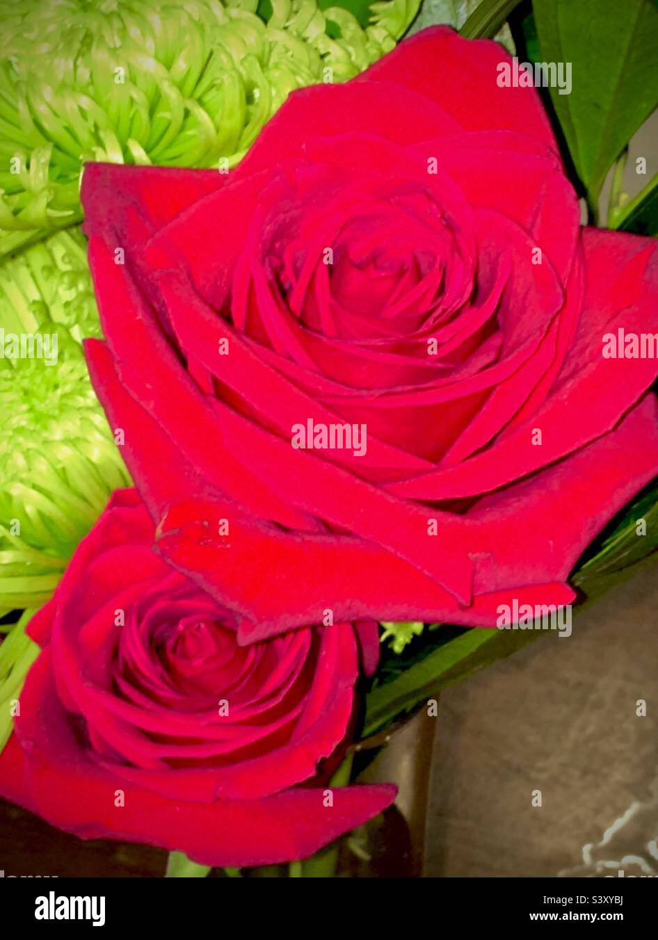 red roses Stock Photo Alamy