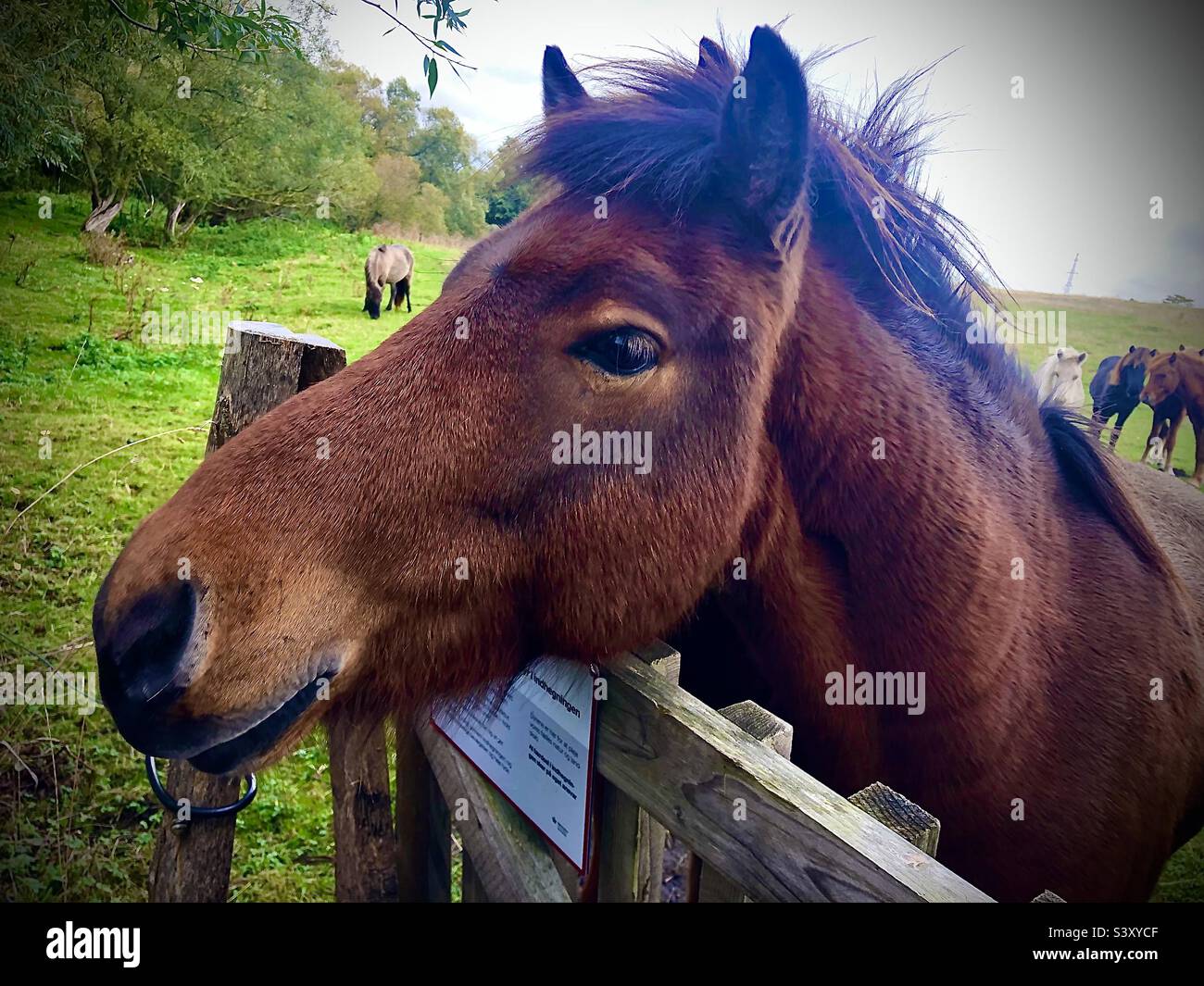 Süßes Pferd Stock Photo