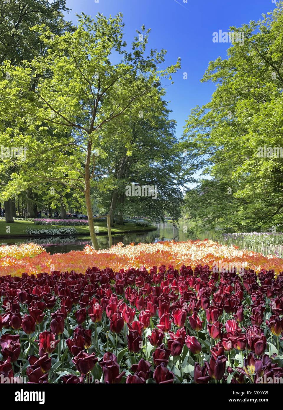 keukenhof, a field of beautiful red and yellow tulips with green trees near the water on a spring day in the Netherlands - Smartphone Captured Stock Image