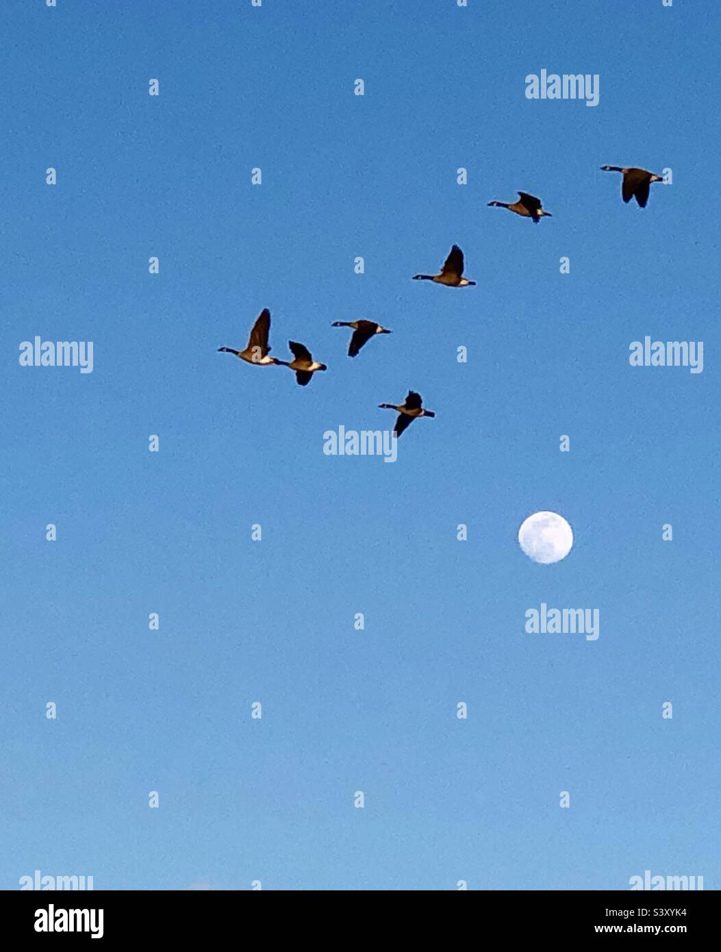Geese in flight during full moon - Smartphone Captured Stock Image