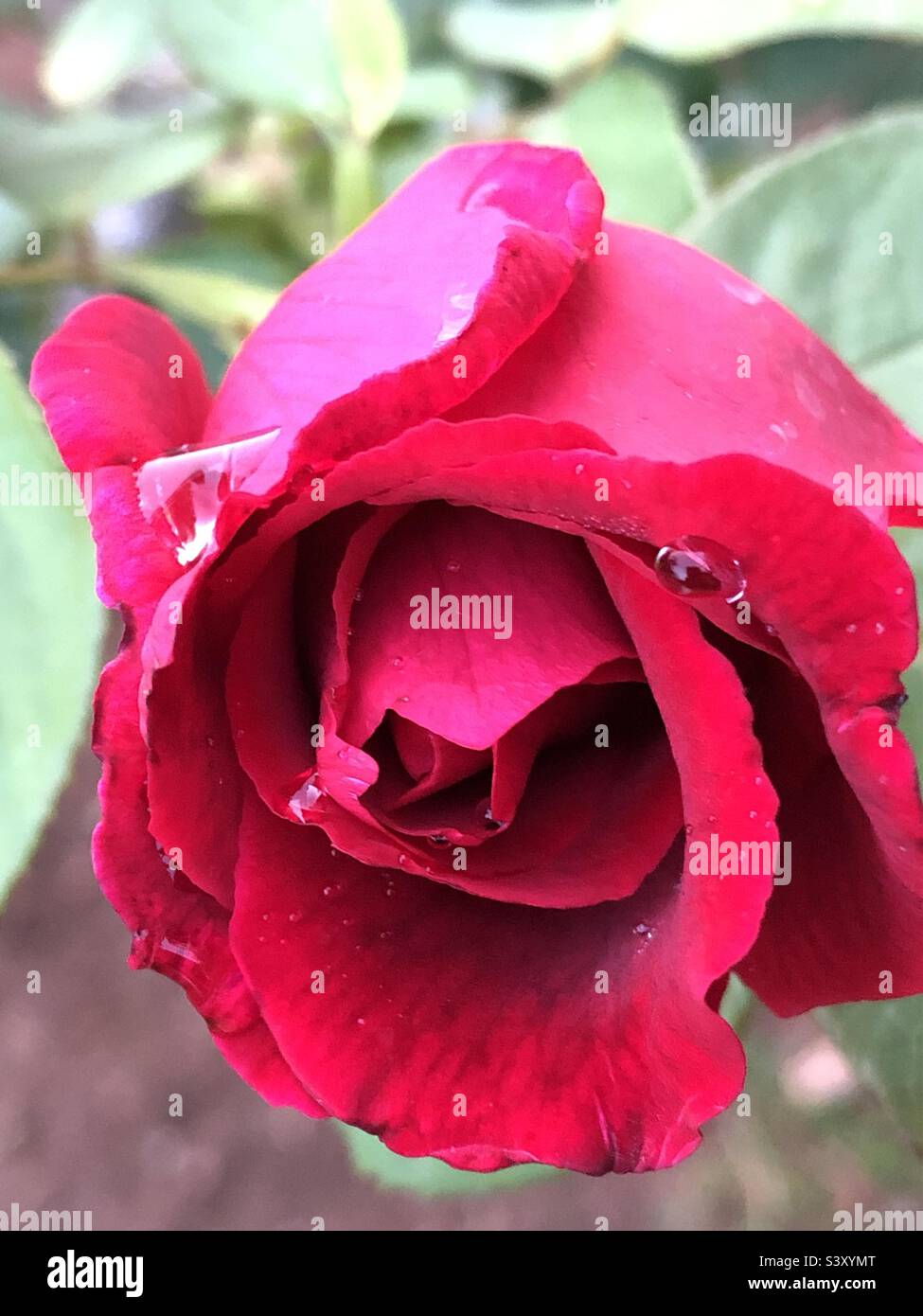 rose and water drop Stock Photo