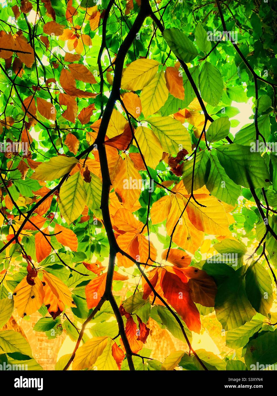 Autumnal Changing of the colours deciduous trees - Smartphone Captured Stock Image