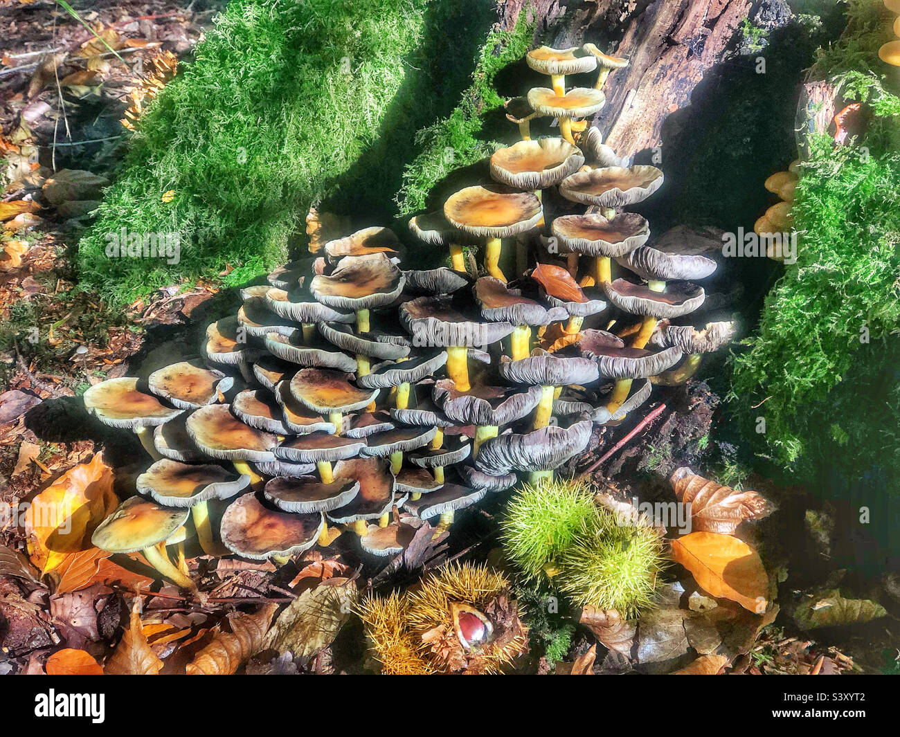 Mushrooms covering a tree stump in beechwood’s woods near Winchester Hampshire United Kingdom - Smartphone Captured Stock Image