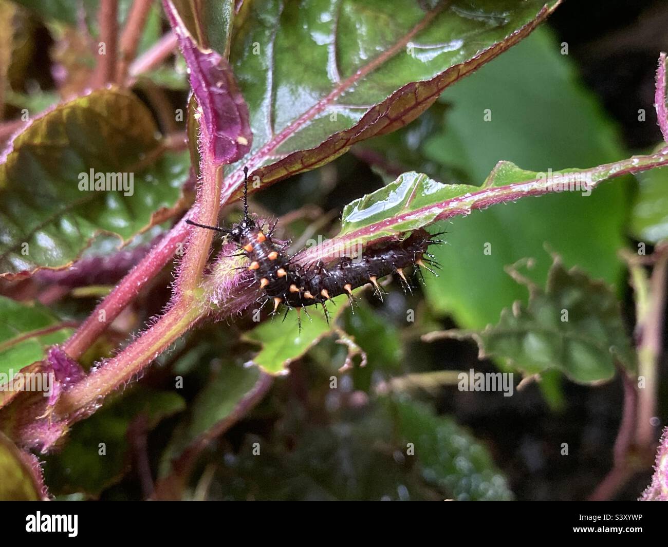 Malachite caterpillar on Hemigraphis plant Stock Photo