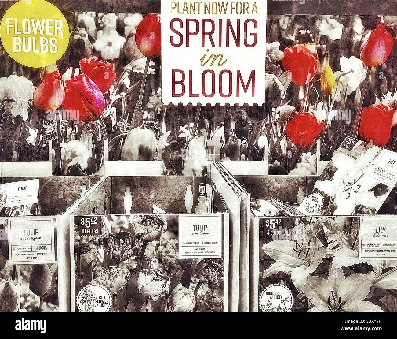 Holidays approaching, but retailers are always thinking ahead. This stand, between the Halloween and Christmas aisles, reminds shoppers to plant now for the spring. - Smartphone Captured Stock Image