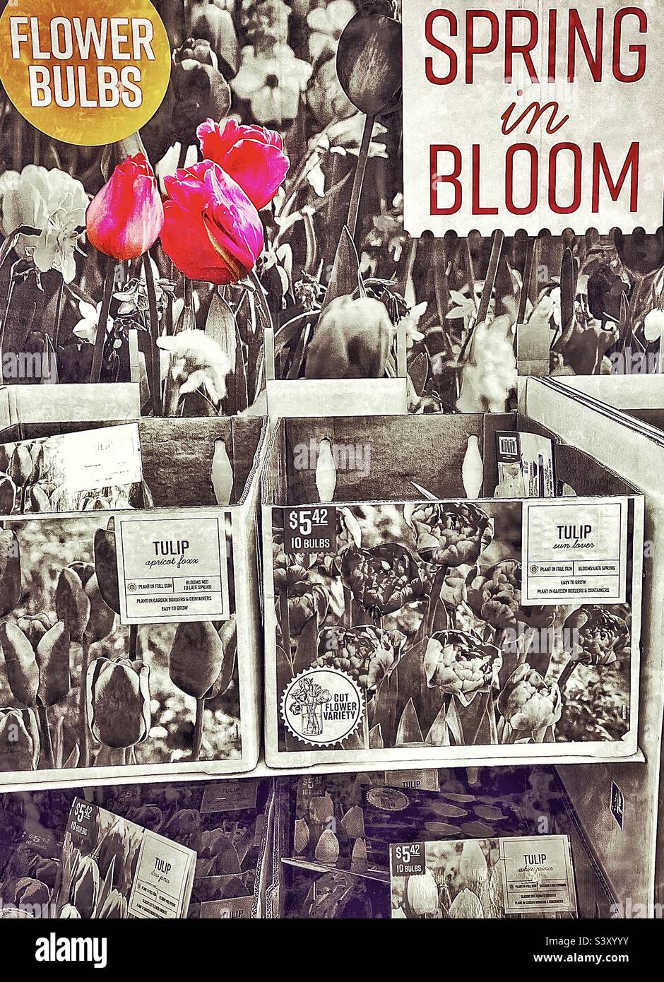 Holidays approaching, but retailers are always thinking ahead. This stand, between the Halloween and Christmas aisles, reminds shoppers to plant now for the spring. - Smartphone Captured Stock Image