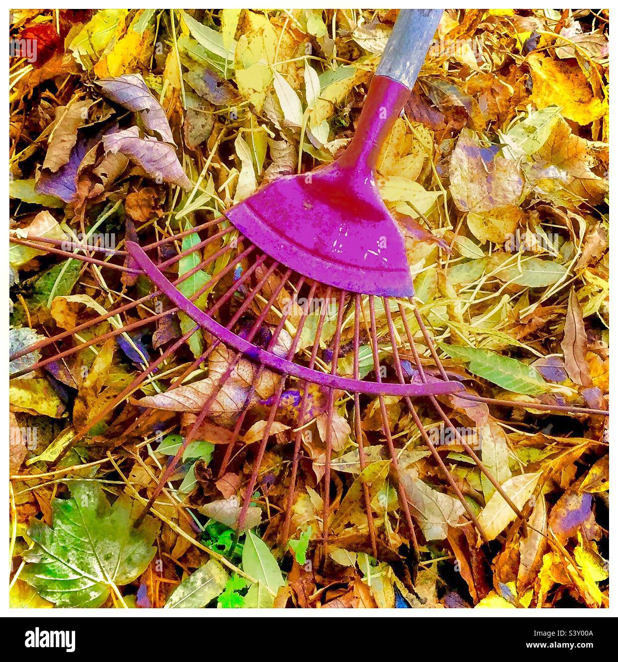 Autumn leaves. - Smartphone Captured Stock Image