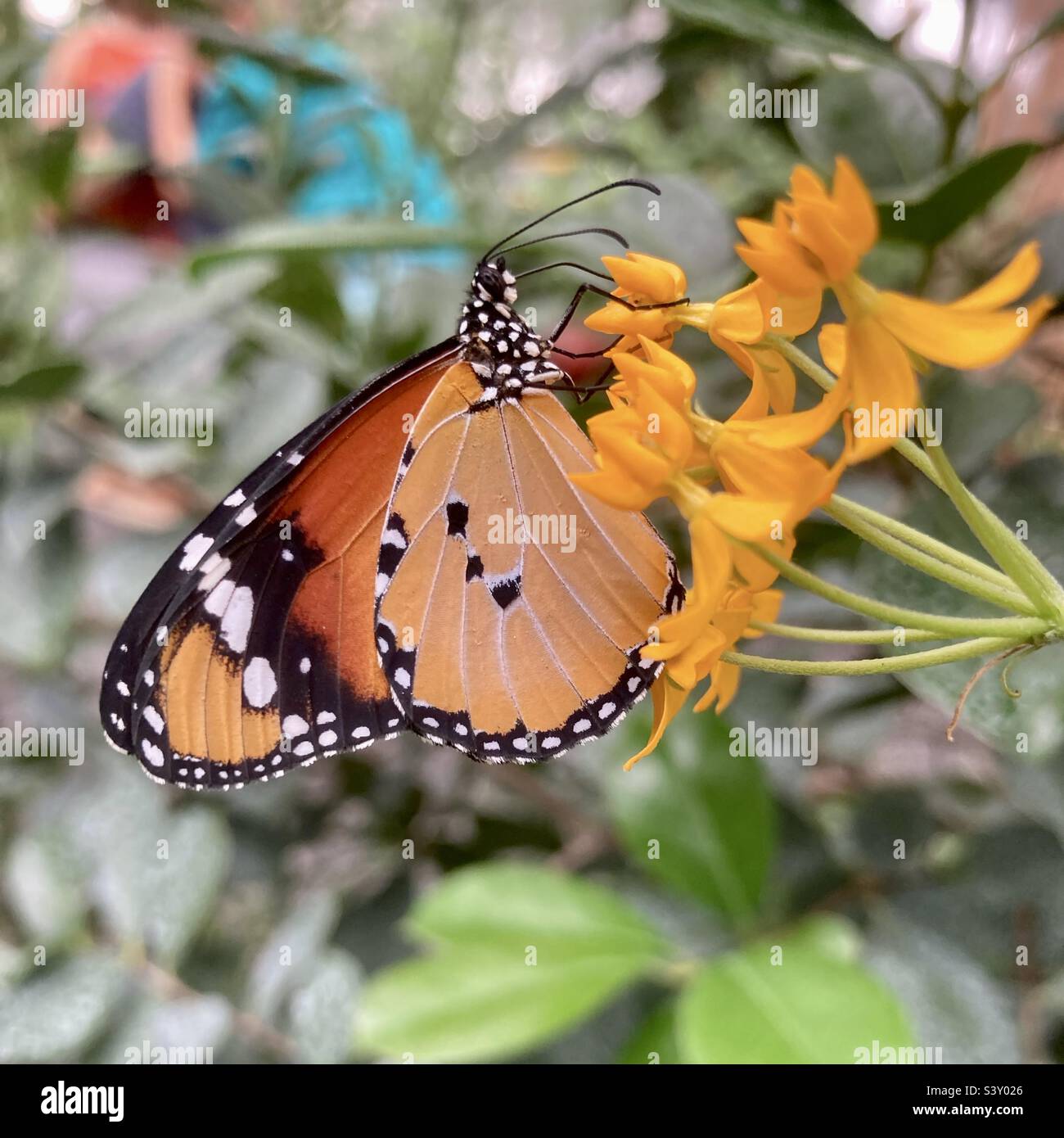 Plain tiger butterfly drinking nectar from milkweed flowers Stock Photo