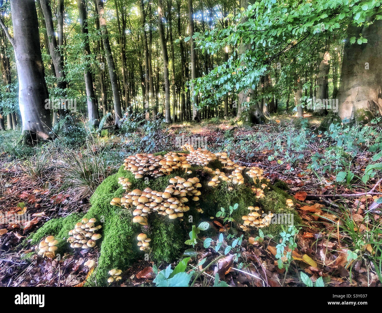 Sulphur tuft mushroom growing on a tree stump in a beechwood’s near Winchester Hampshire United Kingdom - Smartphone Captured Stock Image