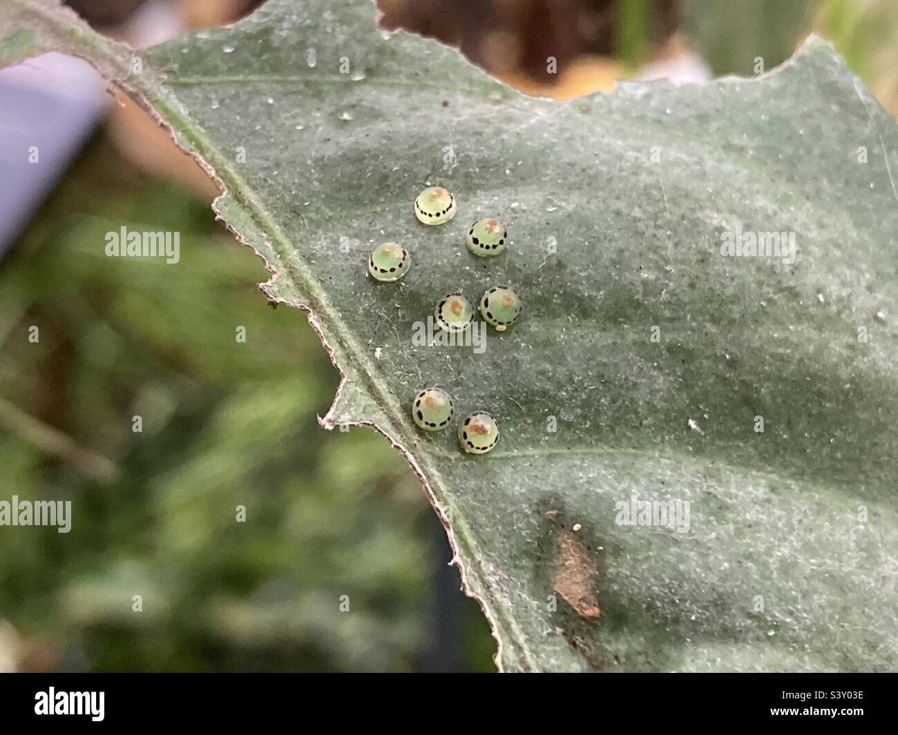 Blue morpho butterfly eggs Stock Photo Alamy