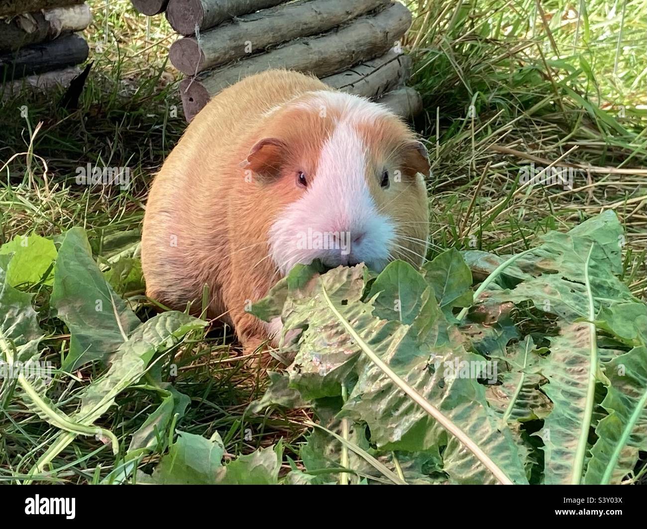 Guinea pig with dandelion hi res stock photography and images Alamy