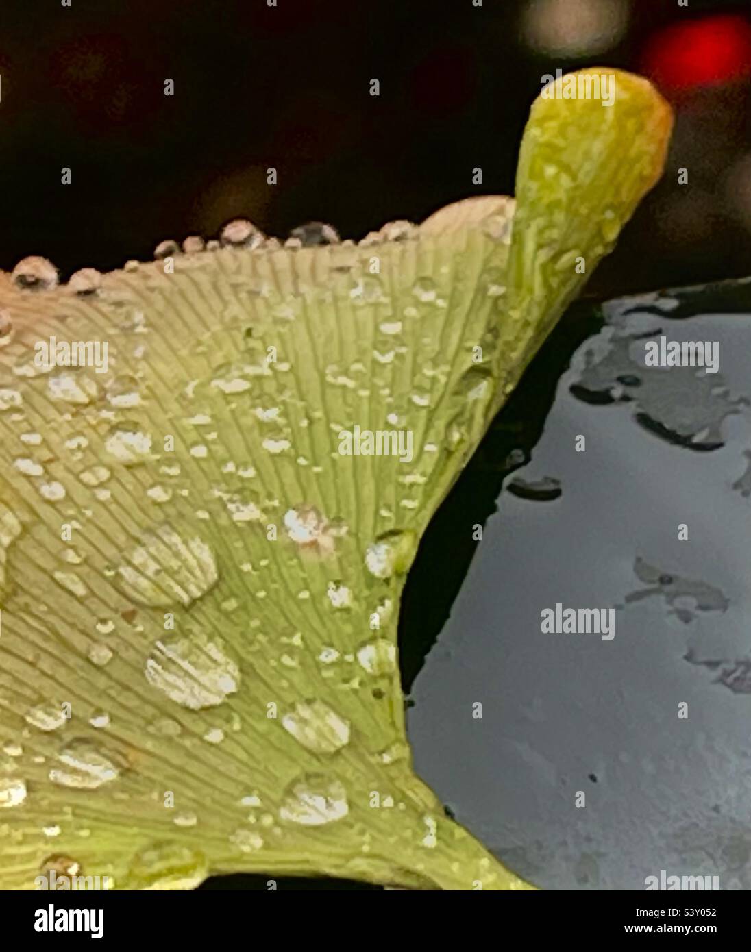 a green leaf drifts gracefully on the breeze, its surface dotted with fallen water droplets that cling with gentle elegance - Smartphone Captured Stock Image