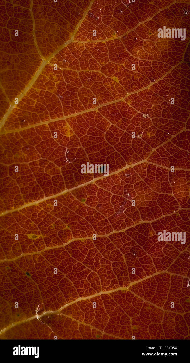Close-up of a leaf Stock Photo