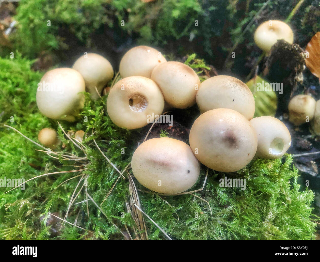 Stump puffball fungus Apioperdon pyriforme, growing on a beech tree stump near Winchester Hampshire United Kingdom - Smartphone Captured Stock Image