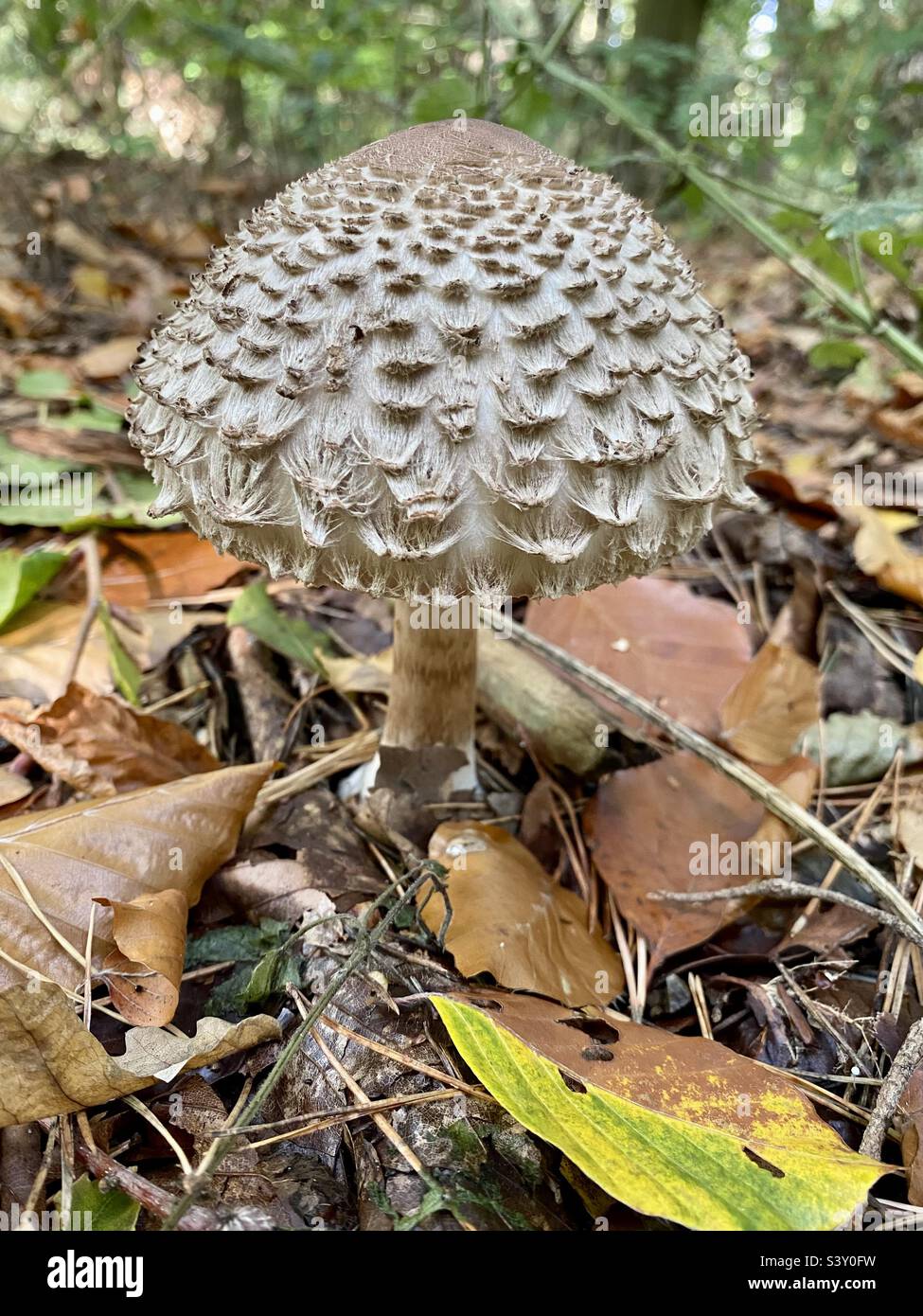 Shaggy Parasol mushroom. Stock Photo