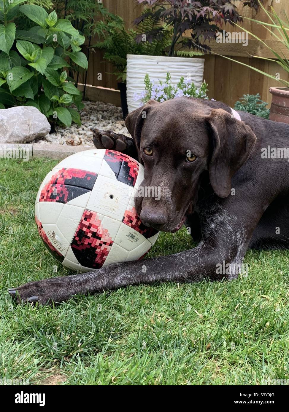 German shorthaired pointer dog playing with football Stock Photo