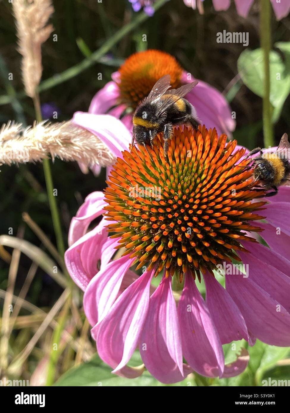 on a flower, bees and bumblebees collect pollen Stock Photo Alamy