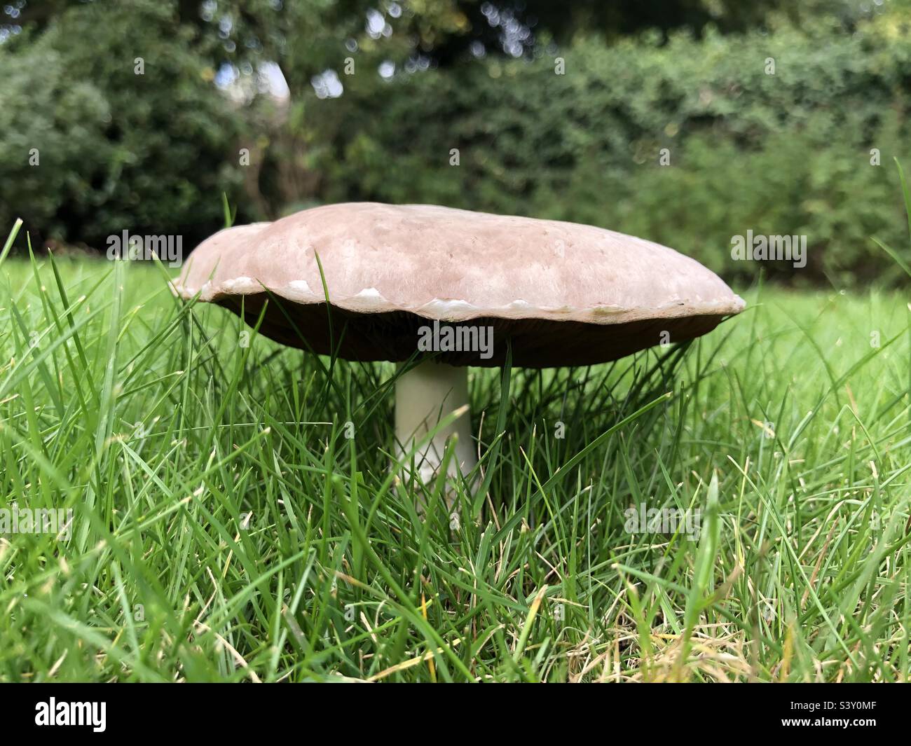 A mushroom growing in a lawn in October, United Kingdom Stock Photo