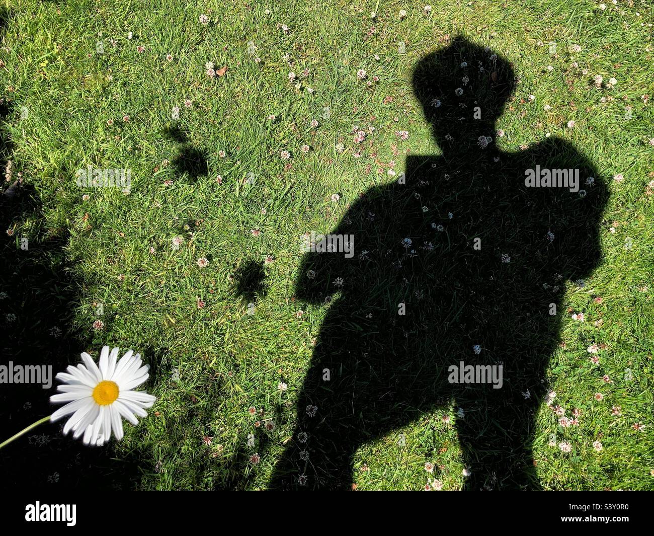 Daisy & Shadow Stock Photo - Alamy