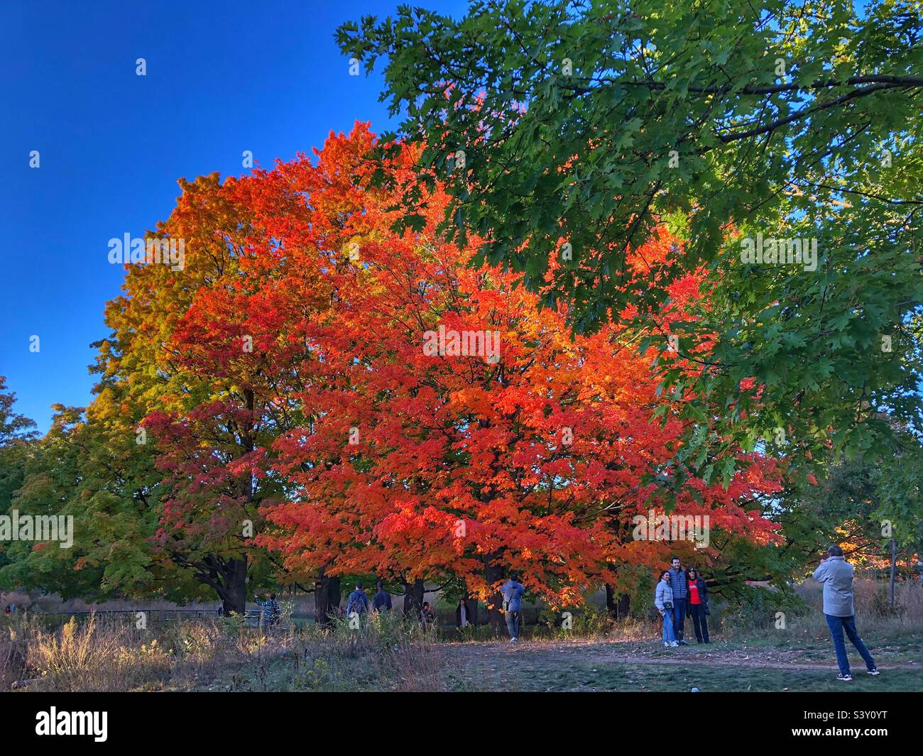 People enjoying the autumn colours. - Smartphone Captured Stock Image