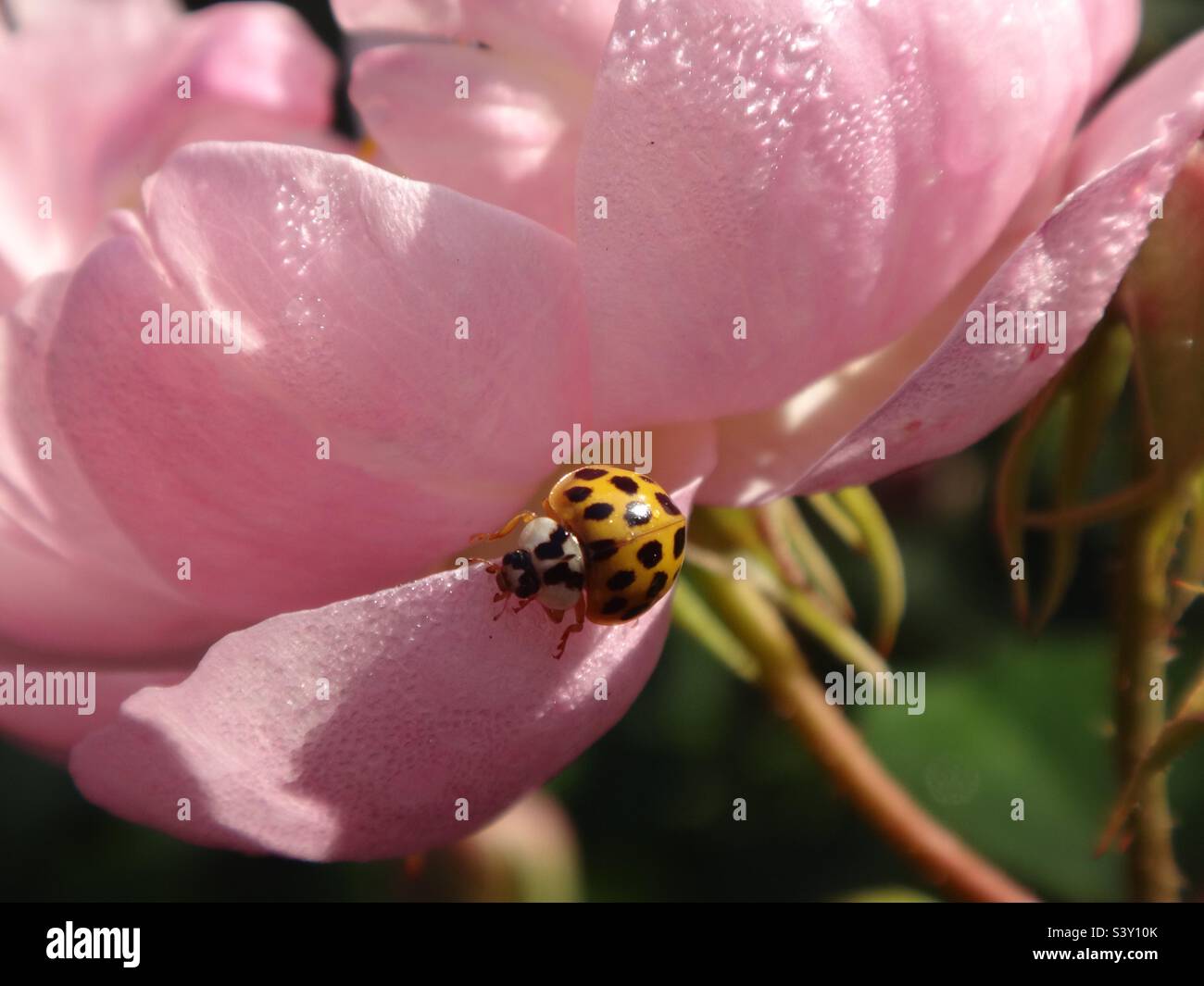 Yellow harlequin ladybird beetle (Harmonia axyridis) with 19 spots sitting on the underside of a pale pink rose covered in morning dew Stock Photo