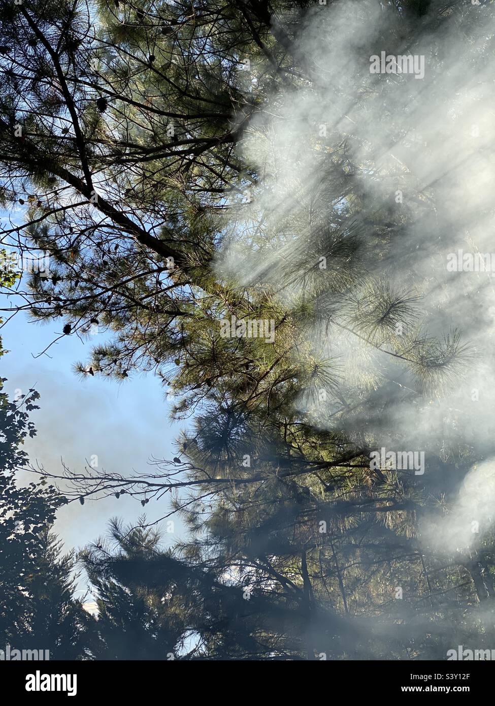 Sunlight and smoke through pines Stock Photo