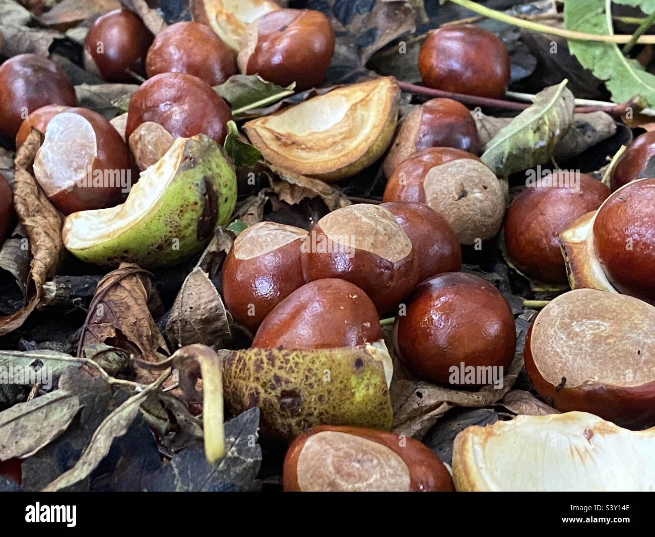 Horse chestnut (Aesculus hippocastanum) seeds or conkers lying beneath