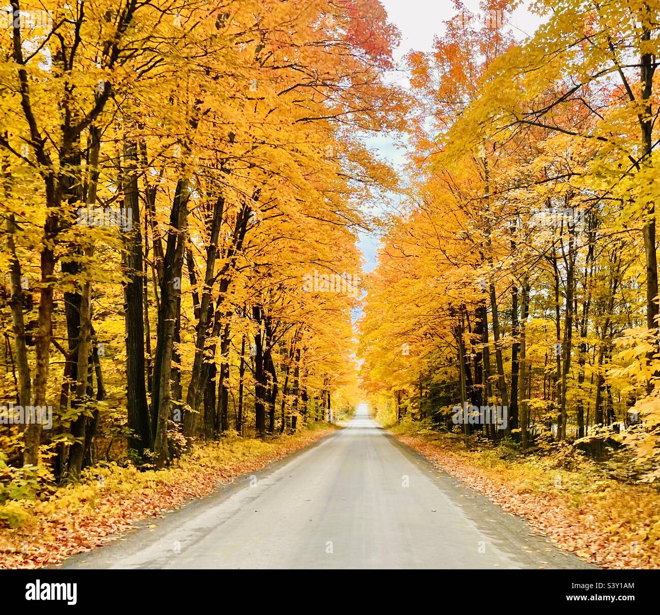 Country road lined with yellow autumn leaves in Trent Hills, Ontario, Canada Stock Photo