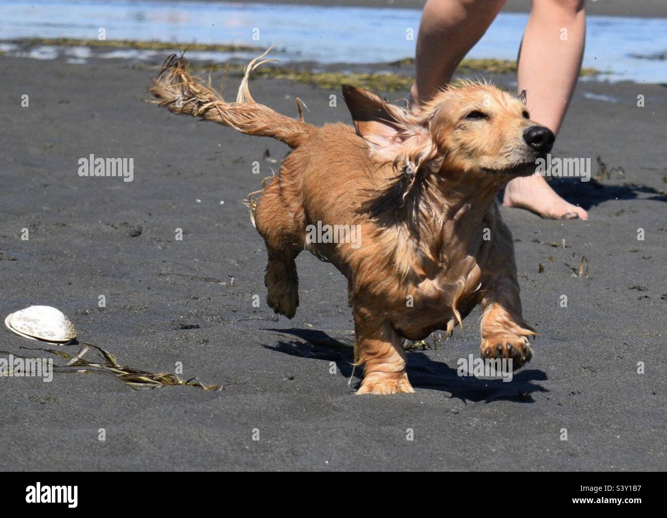 Dachshund puppy running past a shell on a beach Stock Photo - Alamy