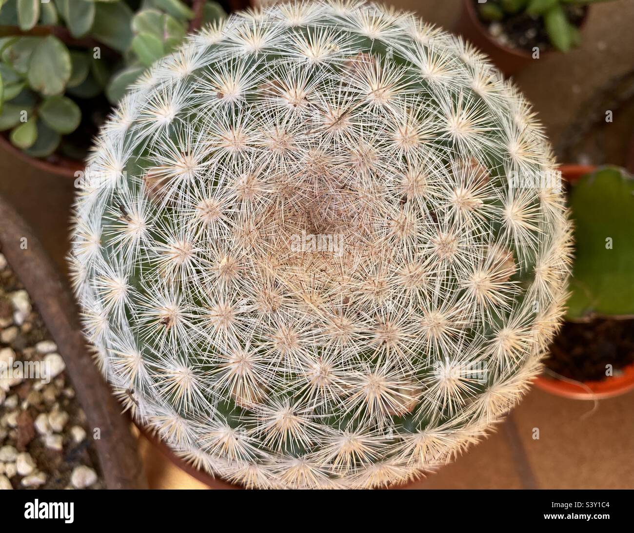 Top view of Isla carmen mammillaria cactus - Smartphone Captured Stock Image