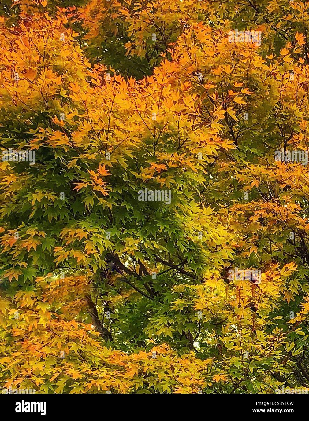 Tree turning color in Autumn Stock Photo