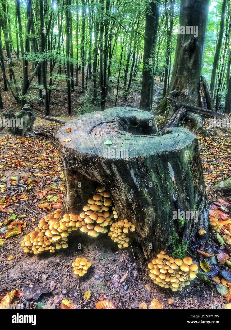 Sulphur Tuft mushrooms on a cut tree stump in October at Stoke Park woods, Bishopstoke, Hampshire United Kingdom - Smartphone Captured Stock Image