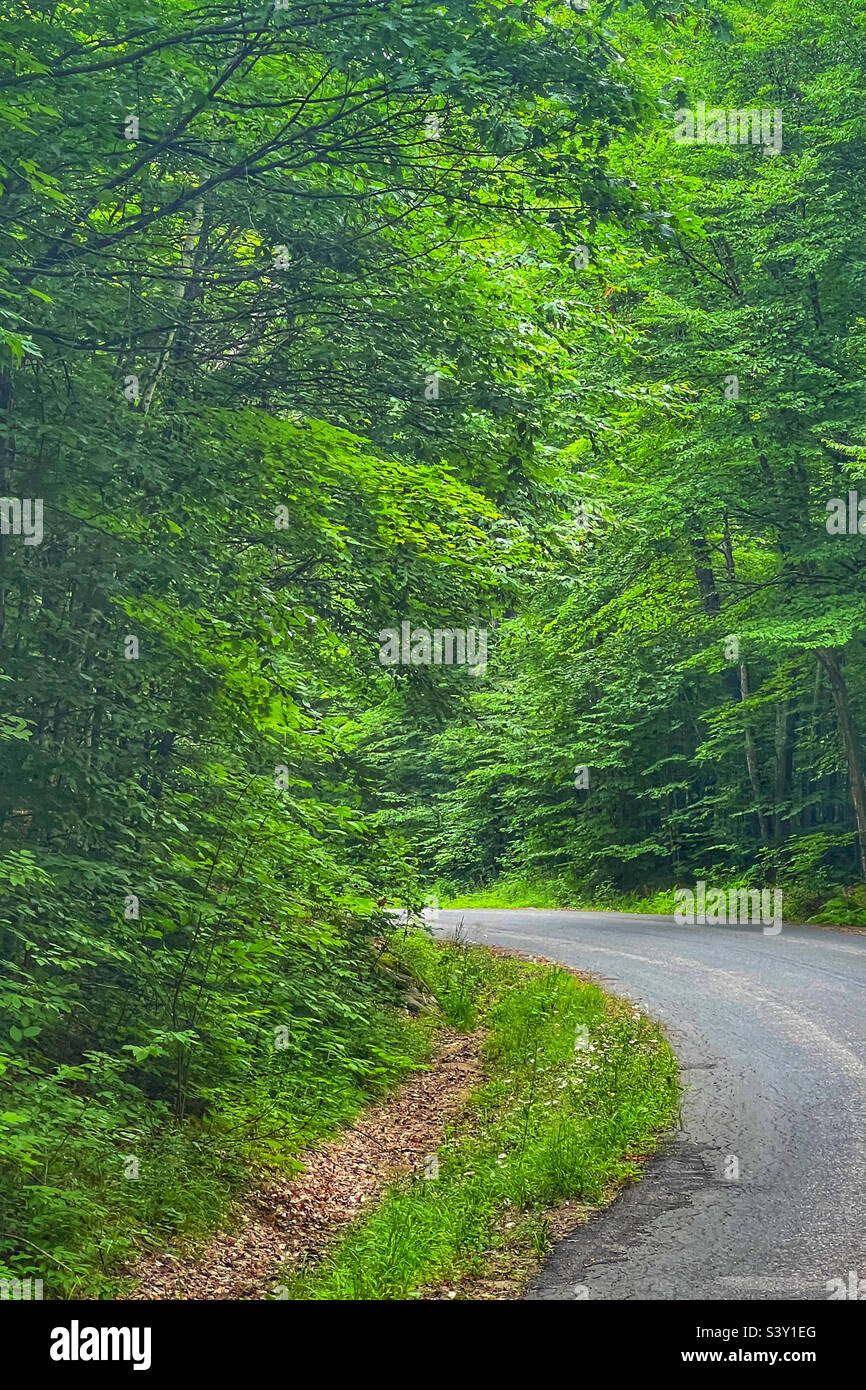 Bend in the road through forest in summer in muskoka, Ontario, canada. - Smartphone Captured Stock Image