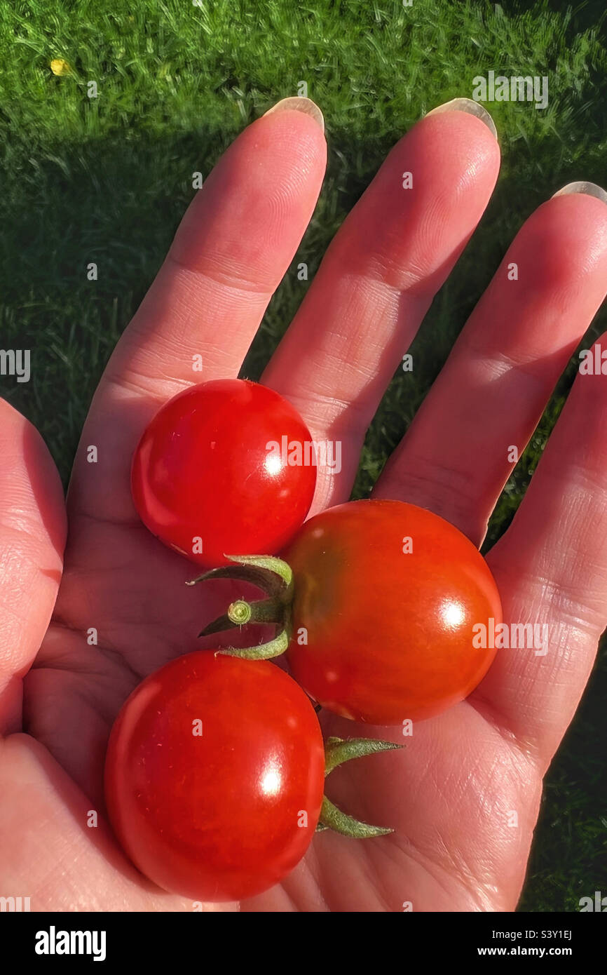 Handful of three small ripe tomatoes fresh from garden in a woman’s left hand - Smartphone Captured Stock Image