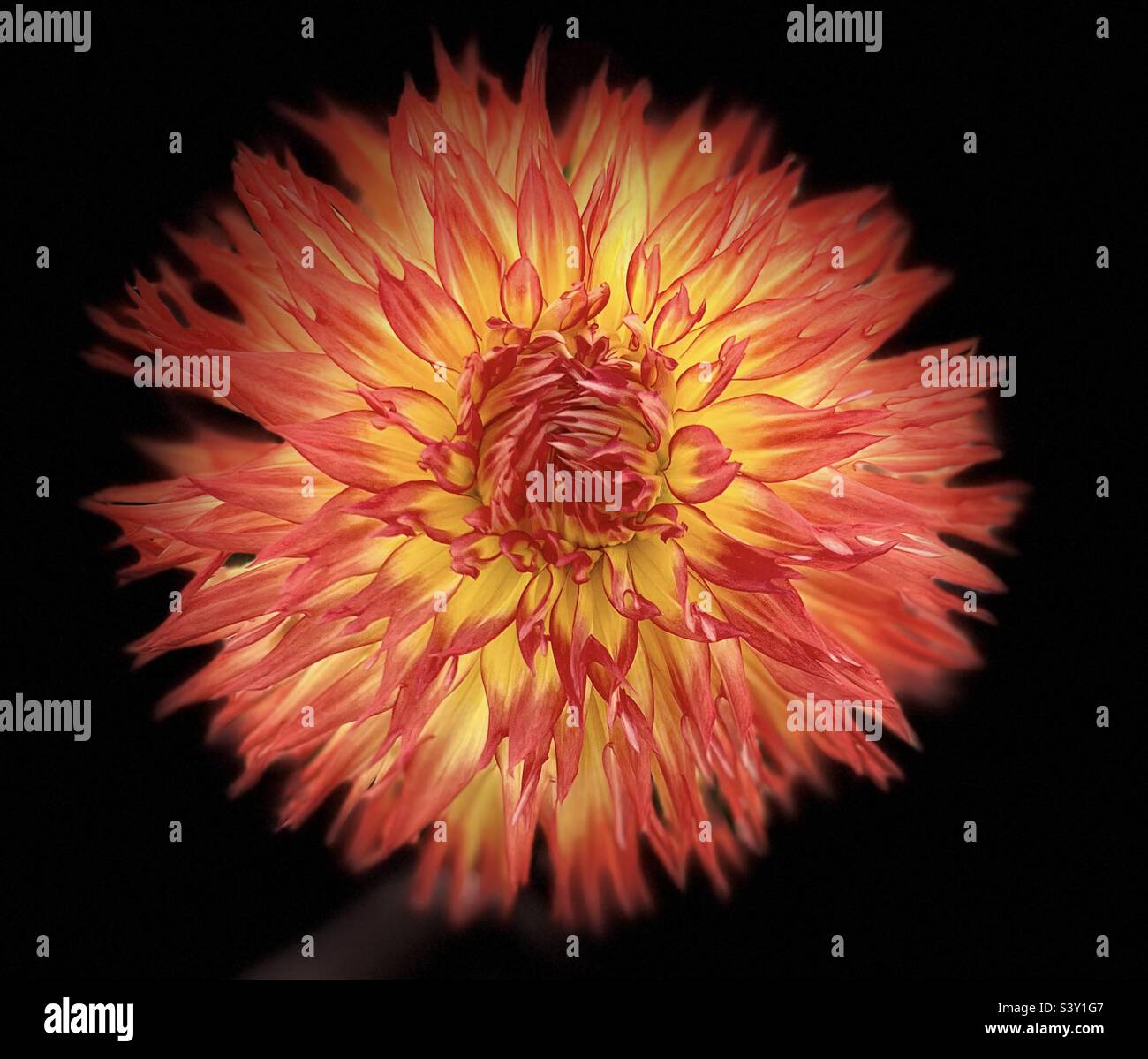 Dinner plate dahlia hi-res stock photography and images - Alamy