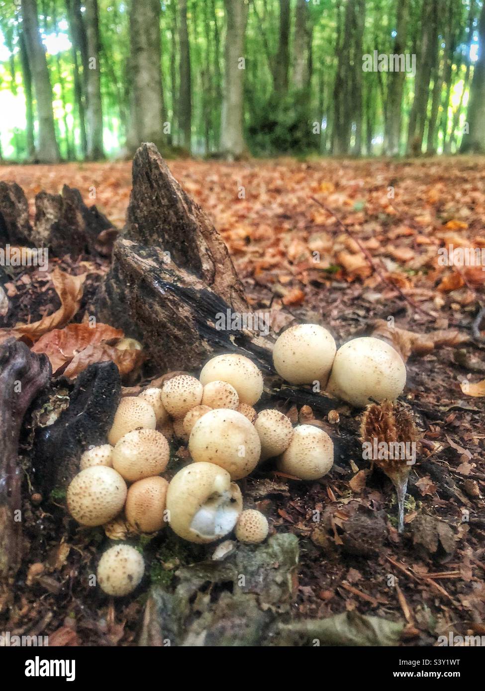 Stump puffball fungus Apioperdon pyriforme, growing on a beech tree stump covered in moss. October near Winchester Hampshire United Kingdom - Smartphone Captured Stock Image