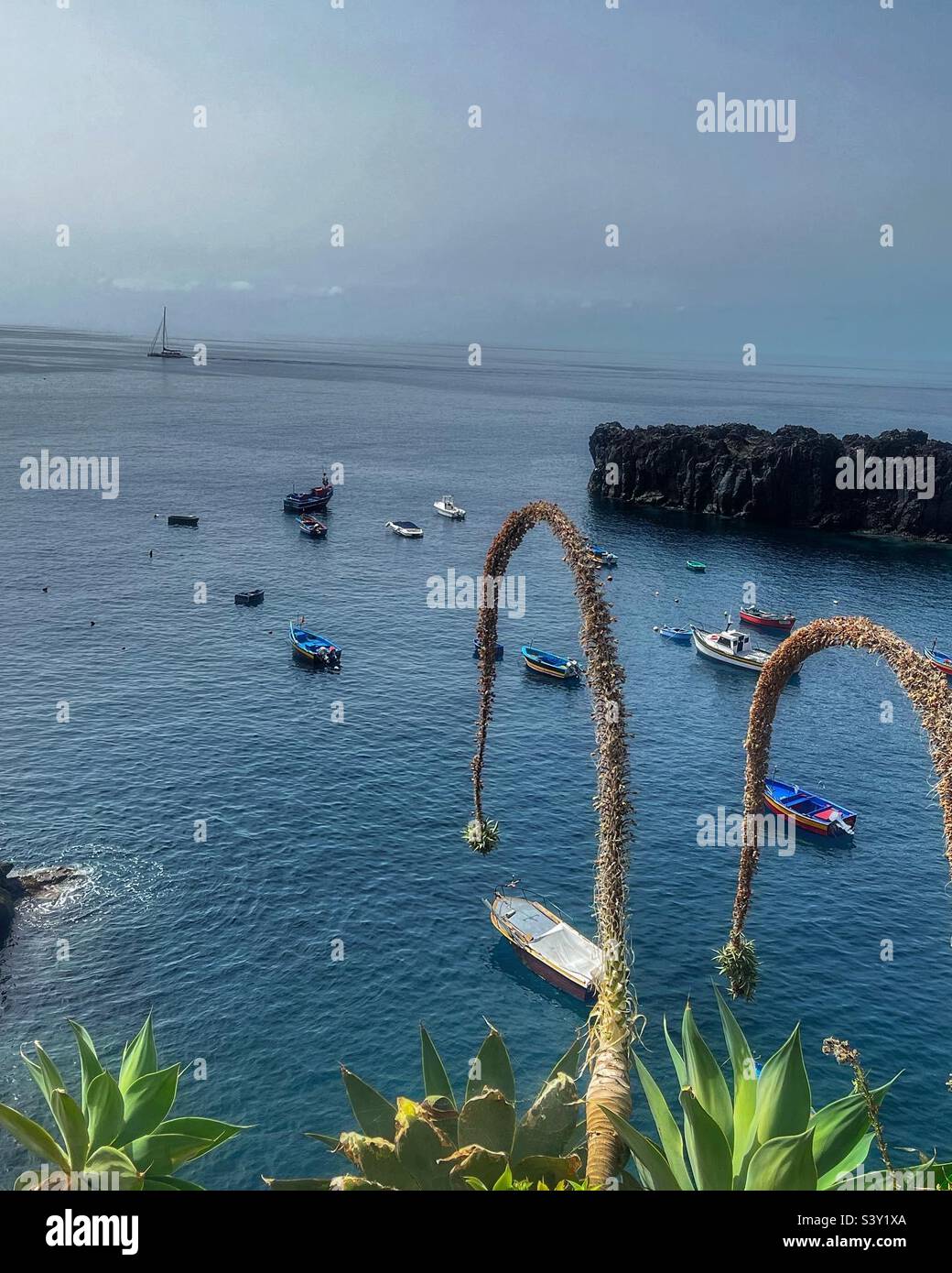 Câmara de Lobos bay seen from above, Madeira. Fishing villages are called locally Xavelhas. The Agave flowers on the cliff - Smartphone Captured Stock Image