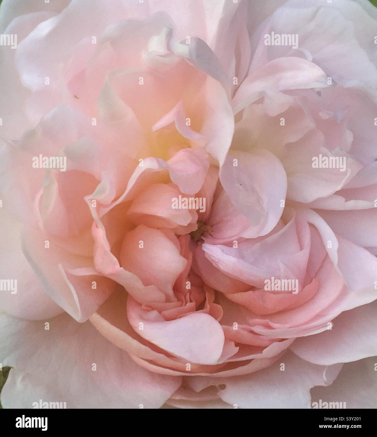 Rose, beauty, soft, love, pink, cream, white, apricot, garden, nature - Smartphone Captured Stock Image