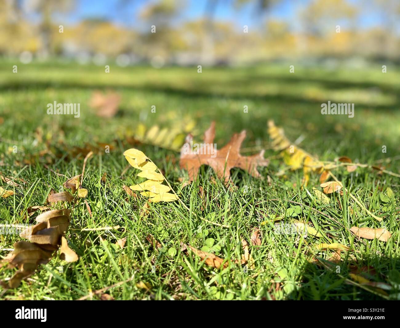 Autumn Leaves on the grass in the park - Smartphone Captured Stock Image