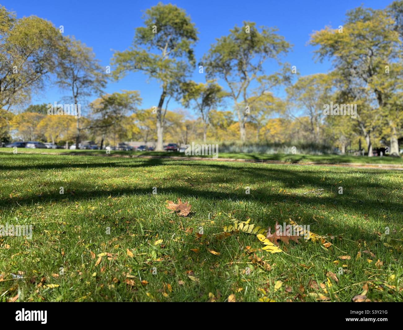 Autumn Leaves on the grass in the trees background Stock Photo