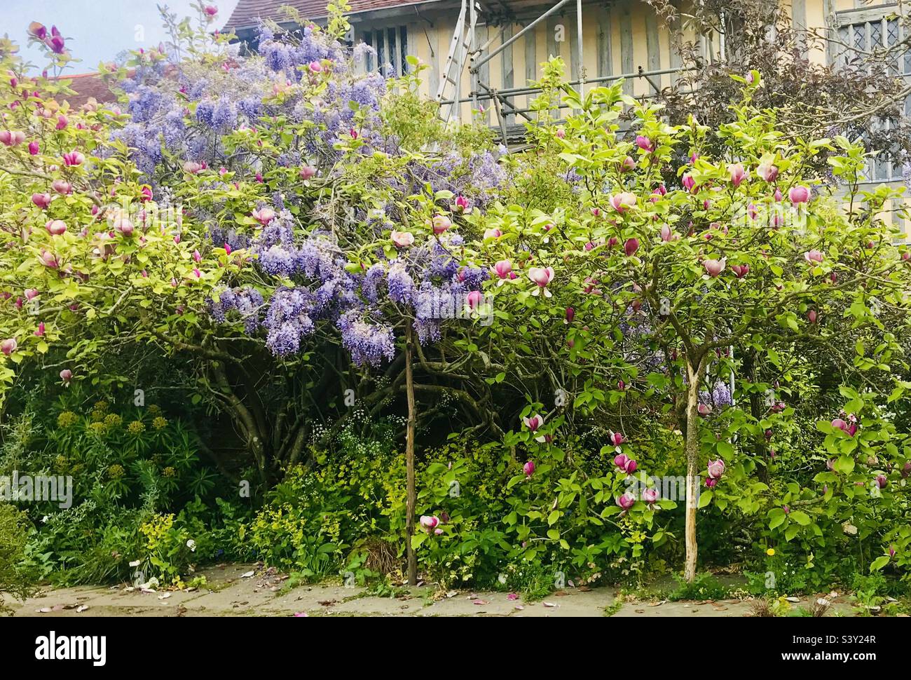 Magnolia trees hi-res stock photography and images - Alamy