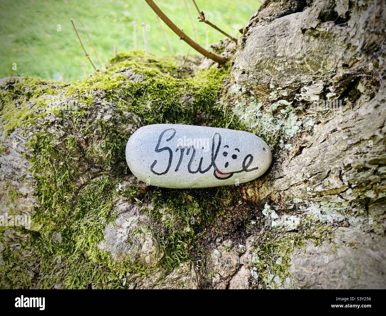 A smiley rock placed in a tree in the countryside in England - Smartphone Captured Stock Image
