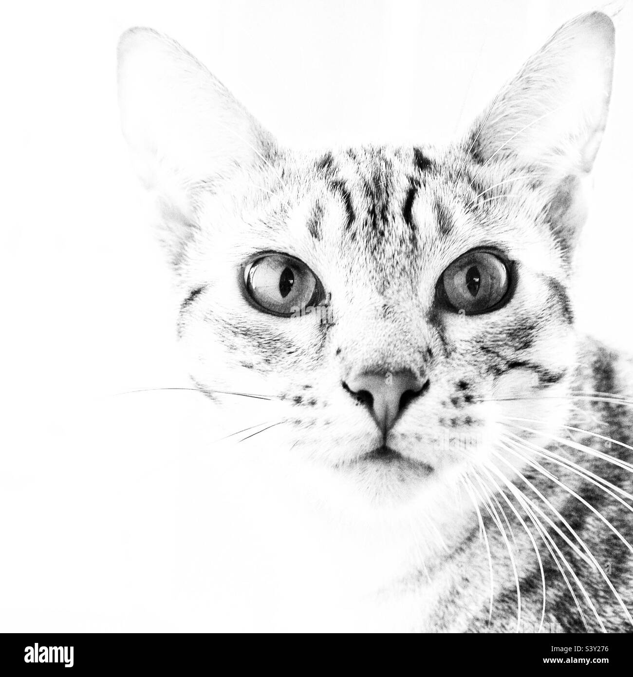 black-and-white-cat-stock-photo-alamy