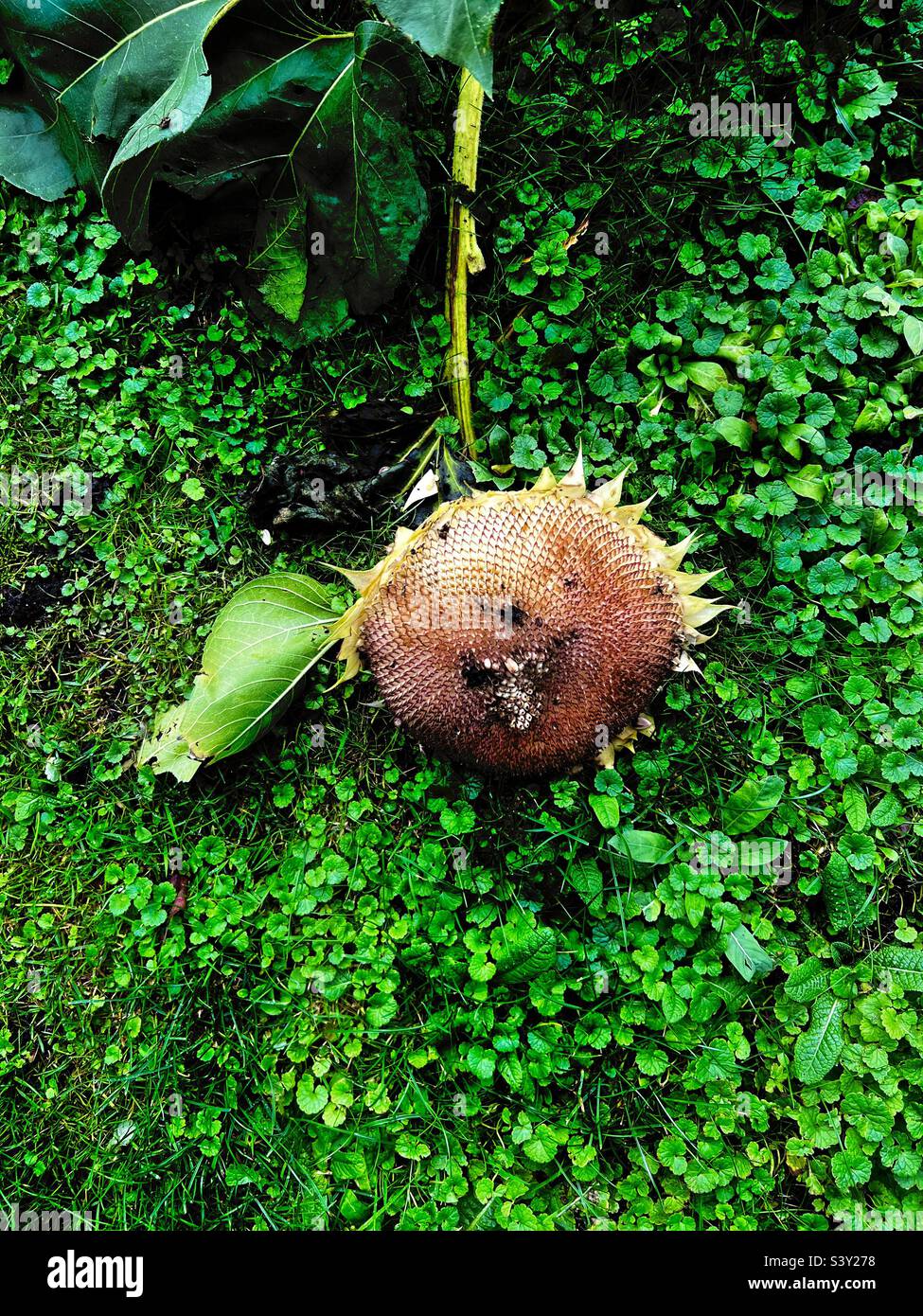 The death of a sunflower Stock Photo Alamy