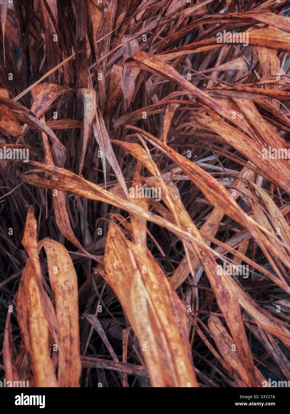 Ornamental grass in autumn. Stock Photo