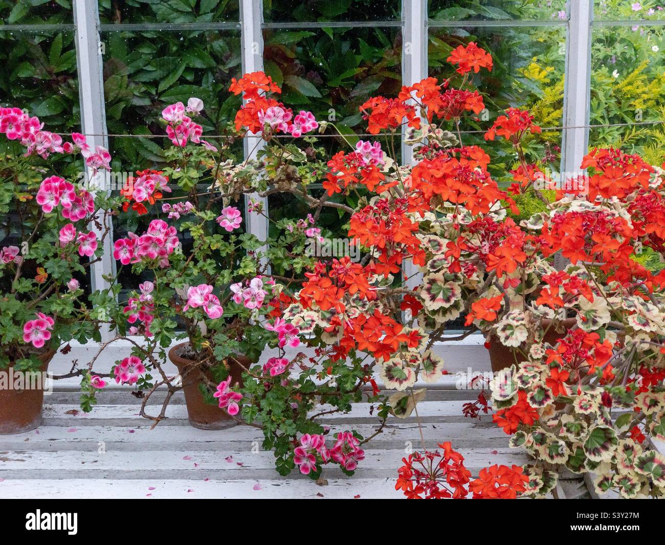 Pelargoniums in a greenhouse. Stock Photo