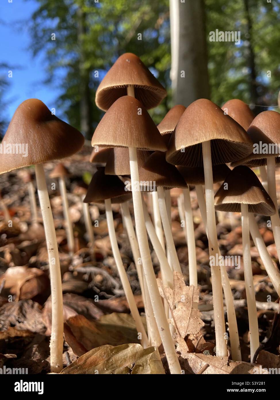 a group of small brown mushrooms grow from the forest floor - Smartphone Captured Stock Image